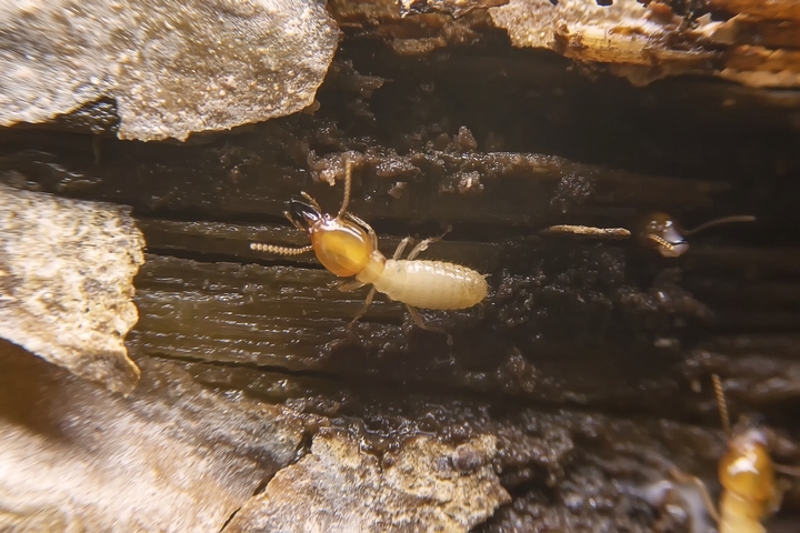 Get Rid Of Termites In Hardwood Floors, Killing Termites In Hardwood Floors