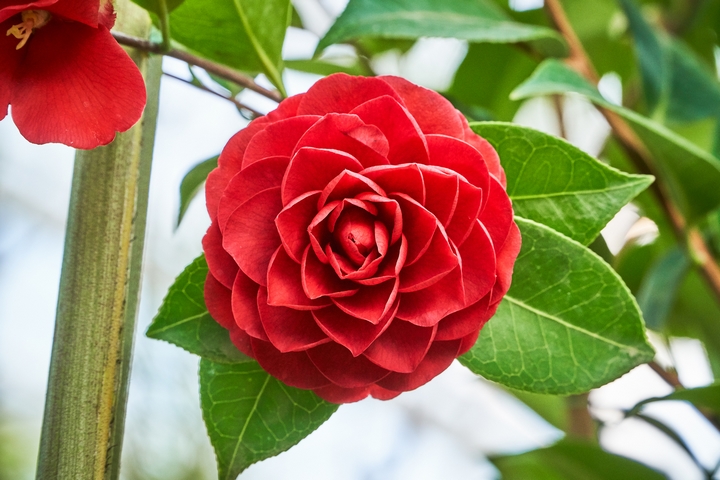 The Camellia flower is a symbol of love in the Victorian era.
