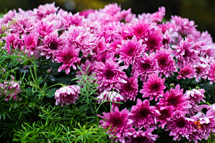 Chrysanthemums are flowers for the true at heart.
