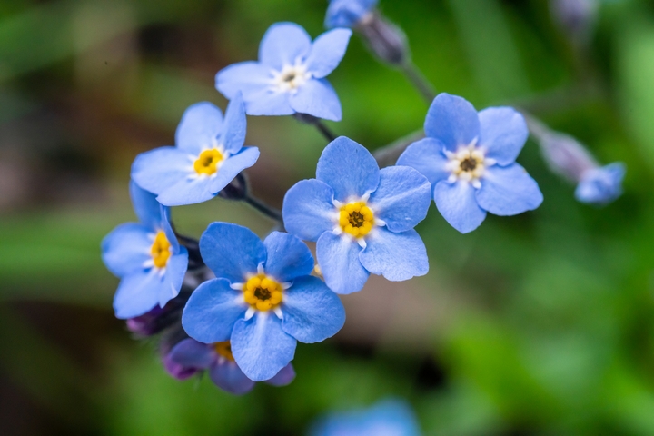 The Forget-Me-Not are flowers that mean unforgettable love.