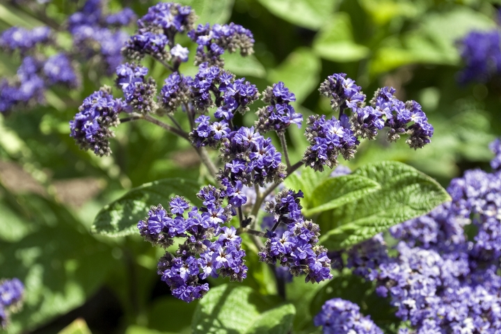 Heliotrope are flowers that mean eternal love.