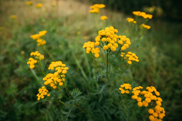 Tansy are flowers that mean the opposite of love.