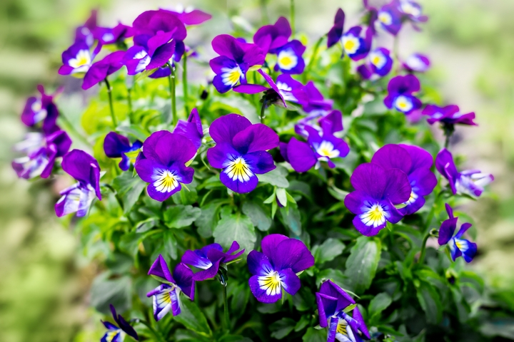 Violets are flowers that mean love & devotion.